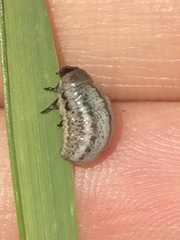 Chrysolina americana