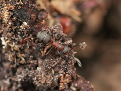 Formica polyctena × rufa