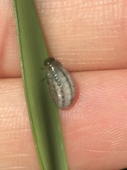 Chrysolina americana