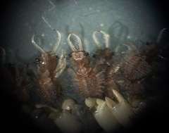 Ululodes macleayanus