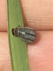 Chrysolina americana