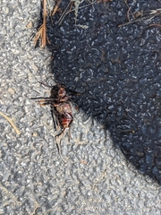 Prioninae