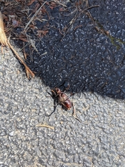 Prioninae