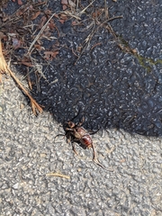 Prioninae