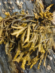 Pelvetia canaliculata