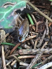 Ectobius sylvestris