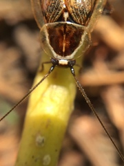 Ectobius sylvestris