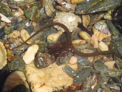 Nerophis lumbriciformis