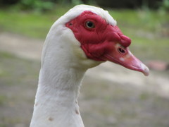 Cairina moschata domestica