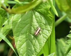 Pholidoptera griseoaptera