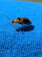 Phyllobrotica