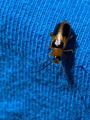 Phyllobrotica
