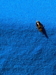 Phyllobrotica