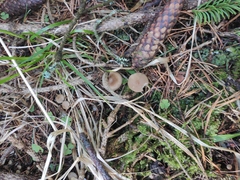 Strobilurus esculentus