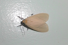 Pareuchaetes pseudoinsulata