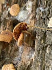 Gymnopilus braendlei