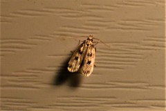 Martyringa latipennis