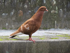 Columba livia domestica