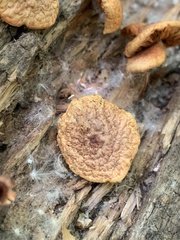 Gymnopilus braendlei