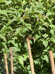 Sympetrum illotum