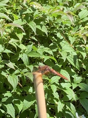 Sympetrum illotum