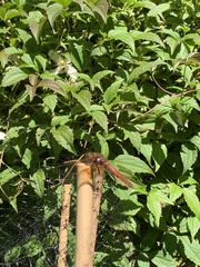 Sympetrum illotum