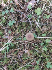 Strobilurus esculentus