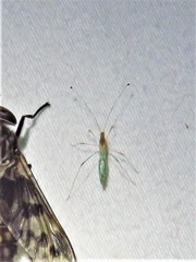 Metacanthus multispinus