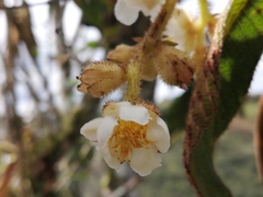 Saurauia ursina