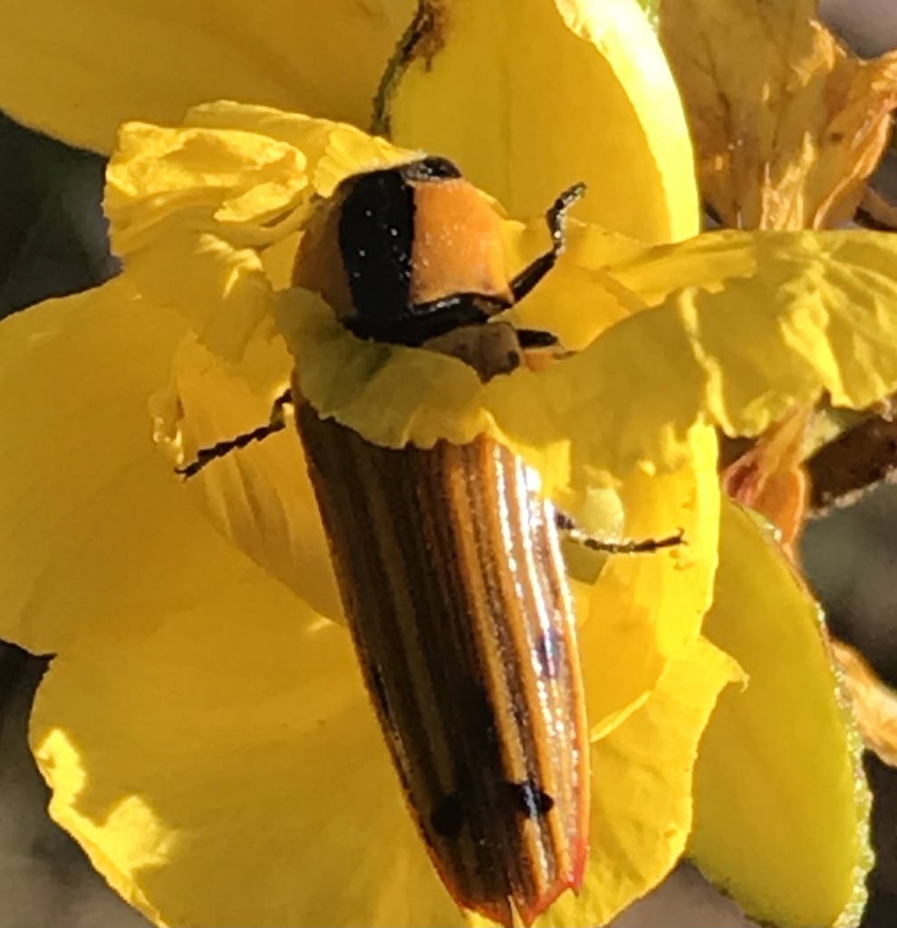 Hiperantha menetriesii ornaticollis