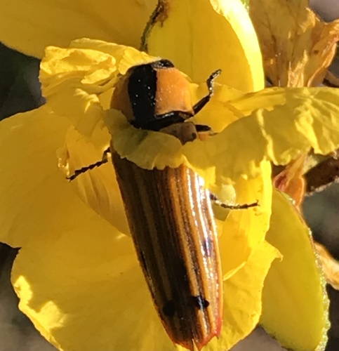 Hiperantha menetriesii ornaticollis
