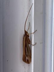 Limnephilus ornatus