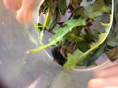 Megadromus antarcticus