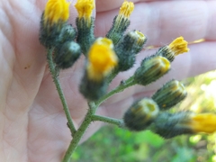 Pilosella cymosa