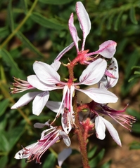 Dictamnus hispanicus