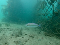 Pentapodus paradiseus