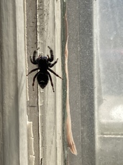 Phidippus audax
