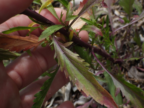 Lepidium virginicum