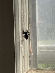 Phidippus audax