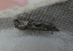 Strepsicrates ejectana