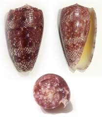 Conus adamsonii