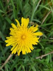 Taraxacum officinale
