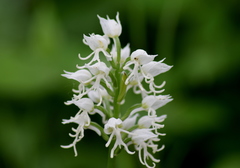 Orchis simia