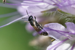 Hylaeus mesillae cressoni