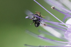 Hylaeus mesillae cressoni