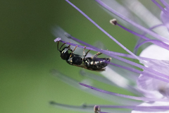 Hylaeus mesillae cressoni