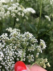 Aegopodium podagraria