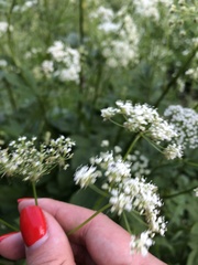 Aegopodium podagraria