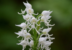 Orchis simia