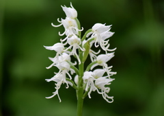 Orchis simia
